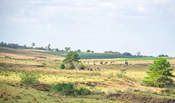 Paisaje Rural Campos Exploración Económica Agricultura Ganadería Estado Rio Grande — Foto de Stock