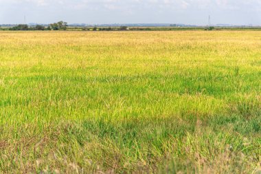 Sulamalı pirinç tarlası. Geçim ve hassas tarım. Çiftlik alanı. Pirinç hasadı olgunlaşma aşamasında. Güney Brezilya 'da kırsal alan.