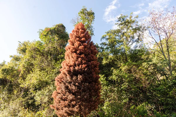 Таксодіум Дистихум Орнаментальне Дерево Декорації Pinheiro Brejo Або Red Cypress — стокове фото