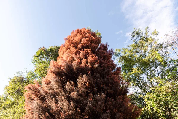 Таксодіум Дистихум Орнаментальне Дерево Декорації Pinheiro Brejo Або Red Cypress — стокове фото