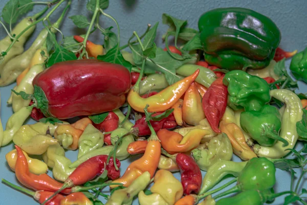 Pimentos Verdes Vermelhos Amarelos Grupo Pimentões Fundo Azul Condimentos Culinários — Fotografia de Stock