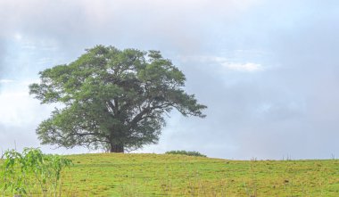 Pampa biyomunun kırsal manzarası. Küçük yaprak inciri (Ficus organensis). Güney Amerika 'da şafak söküyor. Bulutlu ve kereste fabrikası günü. Doğa ve biyoloji. Yerli bitki. Güney Brezilya.