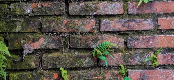 Ferns (Pteridium aquilinum). Old and damp wall. Brick wall with mosses. Old texture. Plants sprouted on the brick wall. Flora and nature. Vegetation pothole. Green plants. Bricks.