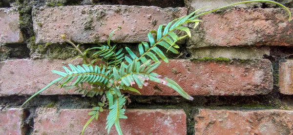 Ferns (Pteridium aquilinum). Old and damp wall. Brick wall with mosses. Old texture. Plants sprouted on the brick wall. Flora and nature. Vegetation pothole. Green plants. Bricks.