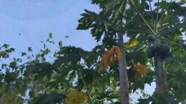 Brezilya 'nın engebeli bir bölgesinde otoyolda giden arabalar