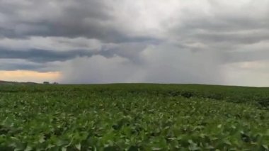 Güney Brezilya 'daki büyük bir soya tarlasının üzerine yağan yağmurlu bulutların görüntüsü. İhracat için tarım ve tahıl ürünleri. Tarım üretim alanları. Fırtına..