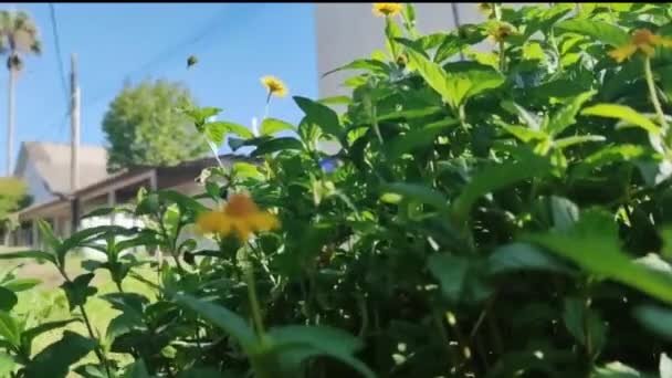 ベリス アナヌアの花や花序は 一般的に現場のデイジーとして知られています — ストック動画