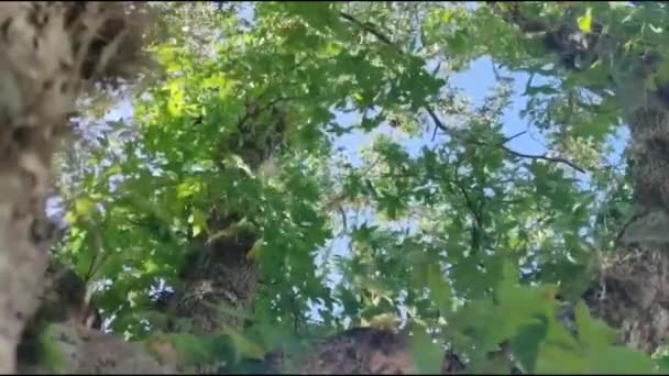 Bagażnik Drzewa Ironwood Caesalpinia Leiostachya Zielonymi Liśćmi — Wideo stockowe