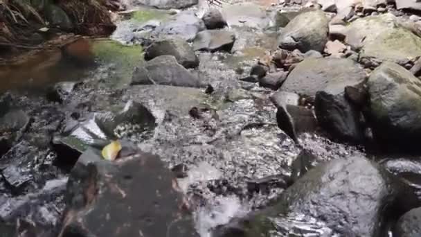 Sladkovodní Potok Brazílii Ventro Fouká Břehy Přes Vody Malé Řeky — Stock video