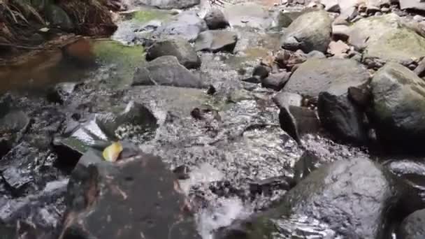 Arroyo Agua Dulce Brasil Ventro Soplando Las Orillas Sobre Las — Vídeos de Stock