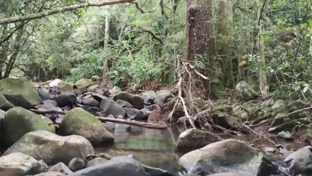 Ruscello Acqua Dolce Brasile Ventro Soffia Sulle Rive Sulle Acque — Video Stock