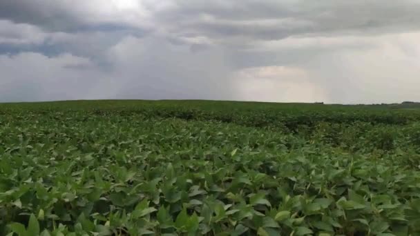 Afbeelding Van Regenwolken Die Een Grote Sojaplantage Zuid Brazilië Arriveren — Stockvideo