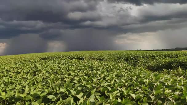 ビデオストックブラジル南部の大規模な大豆プランテーションに到着した雨の雲のイメージ 輸出のための農産物や穀物商品 農業生産分野 — ストック動画
