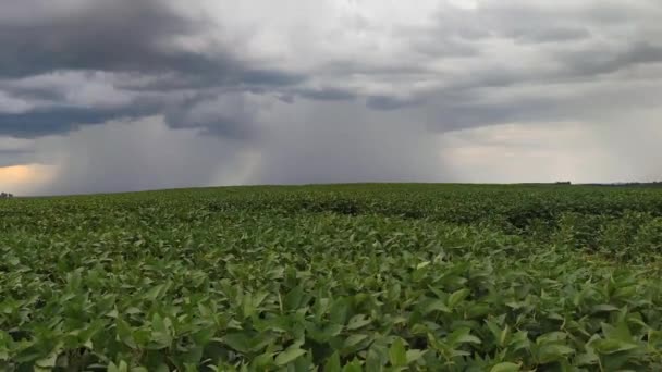 Videovoorraadafbeelding Van Regenwolken Die Een Grote Sojaplantage Zuid Brazilië Arriveren — Stockvideo