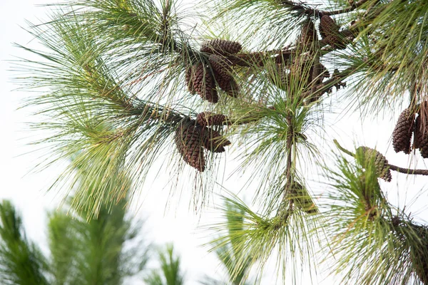 Американська Сосна Pinus Elliottii Сосні Шишки Сільський Ландшафт Блакитне Небо — стокове фото