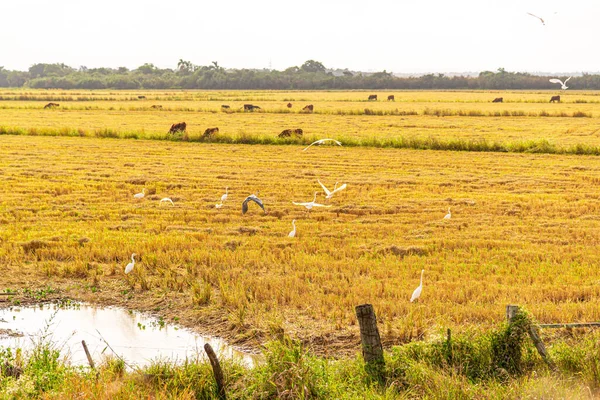 Brazilian fauna birds. White graces (Ardea alba) and tachs (Chauna torquata). Freshly harvested rice production field. Farm animals in the background. Agriculture and nature. Crops and rice harvest.
