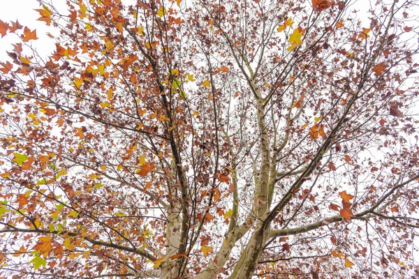 カエデ Platanus Hispanica 霧で夜明け 自然と植物 幹は一般的に直線的で高さがあり 直径が3 Mに達することができる大きな落葉樹 — ストック写真