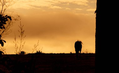 Kırsal alan. Atların siluetini sıyırıyorum. Pozitif enerji ve maneviyat. Sükunet hissi. Çiftlik alanı. Sonbahar renkleri. Dramatik ve hüzünlü bir akşam. Güney Brezilya.