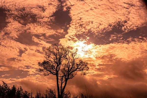 田園風景 夜明けに木のシルエット 正のエネルギーと精神性 リニューアル感 木と雲のシルエット 秋の色 魔法と劇的な朝 — ストック写真
