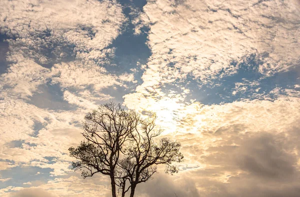田園風景 夜明けに木のシルエット 正のエネルギーと精神性 リニューアル感 木と雲のシルエット 秋の色 魔法と劇的な朝 — ストック写真