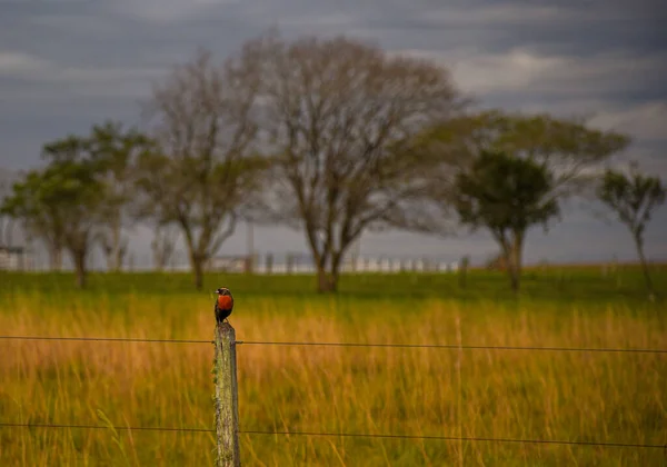 Ptak Znany Szpaków Sturnus Defilippii Chmurny Świt Rejonie Biomu Pampa — Zdjęcie stockowe