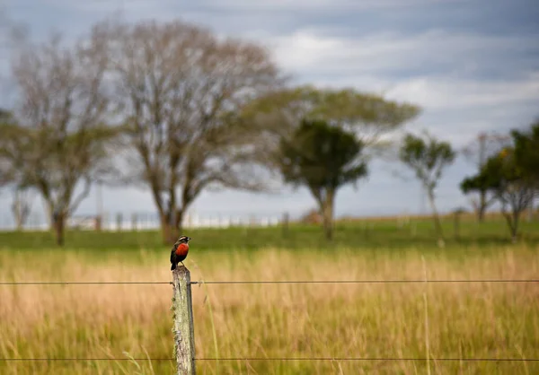 スターリング Sturus Defilippii で知られる鳥 パンパバイオーム地域の曇りの夜明け 鳥の注文のパスシリーズの家族のIcteridae ブラジルの動物相 — ストック写真