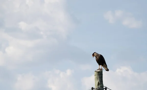 潘帕生物群的原生动物 卡车司机南美鹰与蓝天形成反差 保护自然 食物链的顶端 — 图库照片