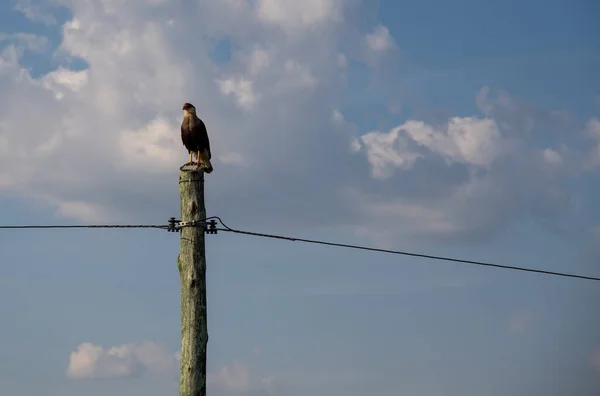 Pássaro Rapina Fauna Nativa Bioma Pampa Carro South American Hawk — Fotografia de Stock