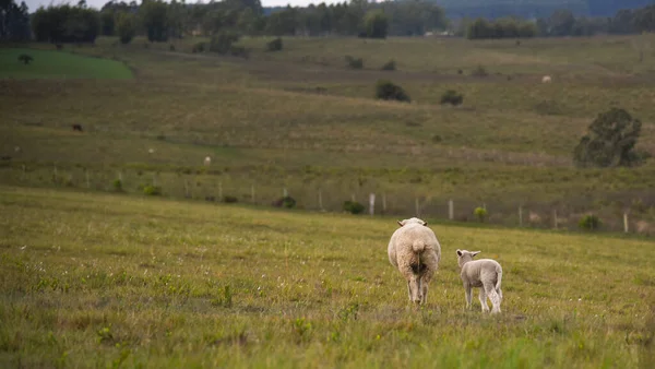 Des Moutons Corriedale Corriedale Est Mouton Double Usage Laine Viande — Photo