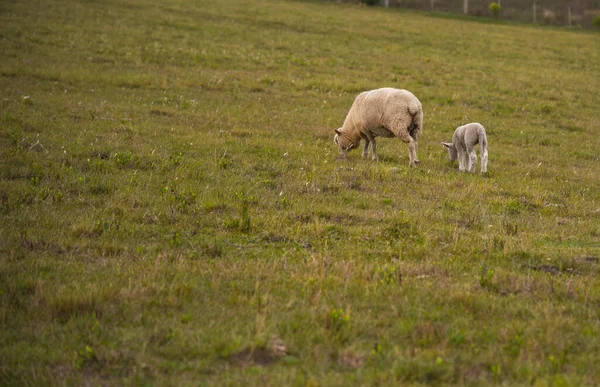 科里代尔羊 羊皮是一种双重用途的羊 羊毛和肉 它体积小 屠体质量好 乡村风景 巴西潘帕生物群落地区 — 图库照片