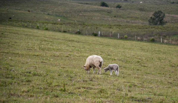 羊の列 コリアデール Corriedale 2つの目的の羊 ウールと肉 それは大きなサイズと良い死体の品質を持っています 田園風景 ブラジルのパンパ バイオーム地域 — ストック写真