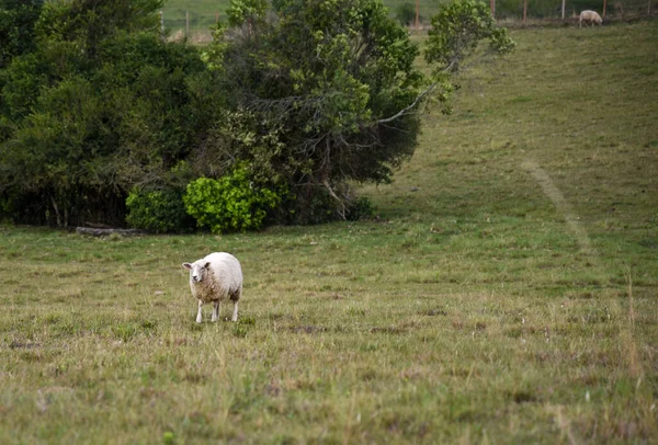 Des Moutons Corriedale Corriedale Est Mouton Double Usage Laine Viande — Photo