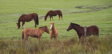 Kreol atları. Güney Brezilya 'da kış sabahı ve don. Atlar otluyor. Pampa biyoloji bölgesi. Kırsal alan. Kalem ve iş için hayvanlar.