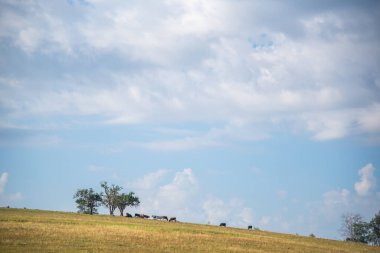 Geniş çaplı yaratıcılık. Cumulunimbus bulutları. Rio Grande do Sul eyaletindeki kırsal alan. Güney Brezilya 'daki çiftlik hayvanları tarlaları. Öğleden sonra Amerikan Pampas Biomu 'nda.