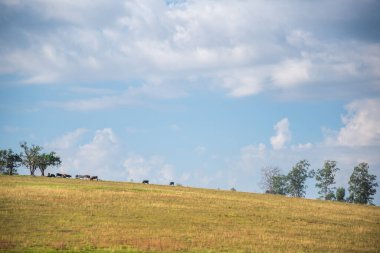 Geniş çaplı yaratıcılık. Cumulunimbus bulutları. Rio Grande do Sul eyaletindeki kırsal alan. Güney Brezilya 'daki çiftlik hayvanları tarlaları. Öğleden sonra Amerikan Pampas Biomu 'nda.