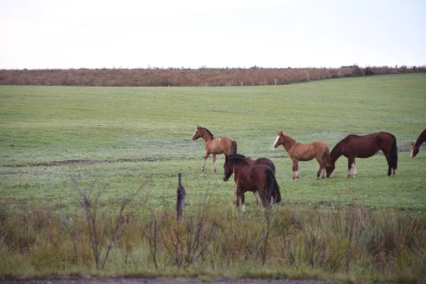 Kreol atları. Güney Brezilya 'da kış sabahı ve don. Atlar otluyor. Pampa biyoloji bölgesi. Kırsal alan. Kalem ve iş için hayvanlar.