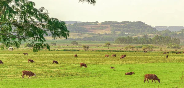 Поля Обширного Животноводства Юге Бразилии Область Сельскохозяйственных Разработок Скотный Двор — стоковое фото