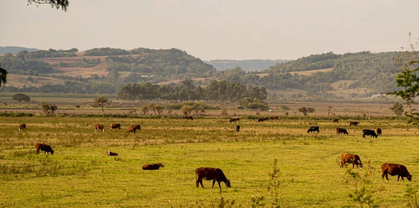 Поля Обширного Животноводства Юге Бразилии Область Сельскохозяйственных Разработок Скотный Двор — стоковое фото
