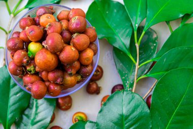 Kırmızı Ara (Psidium cattleyanum). Botanik ailesi: Myrtaceae. Araazeiro meyvesi, aranın biraz daha asitli bir tadı ve daha belirgin bir parfümü var.