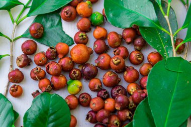 Kırmızı Ara (Psidium cattleyanum). Botanik ailesi: Myrtaceae. Araazeiro meyvesi, aranın biraz daha asitli bir tadı ve daha belirgin bir parfümü var.