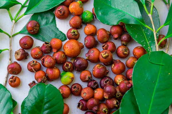 Kırmızı Ara (Psidium cattleyanum). Botanik ailesi: Myrtaceae. Araazeiro meyvesi, aranın biraz daha asitli bir tadı ve daha belirgin bir parfümü var.