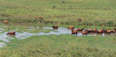 Gölün içinde öküzler ve inekler. Çiftlik hayvanları. Kırsal alan. Pampa biyoloji alanları. çiftlik alanı.