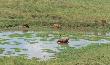 Gölün içinde öküzler ve inekler. Çiftlik hayvanları. Kırsal alan. Pampa biyoloji alanları. çiftlik alanı.
