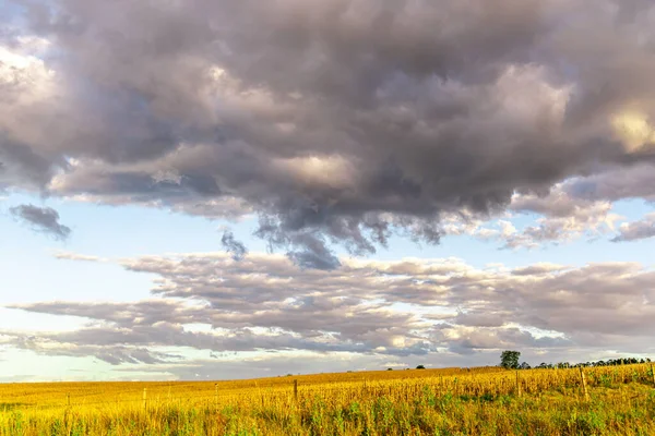 Rural landscape. Field of soybean production and pastures. Farms area in southern Brazil. Rural tourism. Agriculture fields. Autumn landscape. Ryegrass grass.