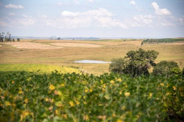 Kırsal alan. Soya bitkileri (Glycine max) ön planda. Güney Brezilya 'daki Pampa biyoloji bölgesi. Tarım alanları. eko turizm.