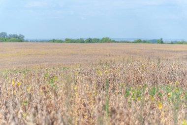 Olgunlaşmış soya fasulyesi hasadı. R8 stadyumunda soya. Hassas tarım. Emtia üretimi. Dünya için yiyecek. Tahıl üretimi. Ekinler hasat için hazır..
