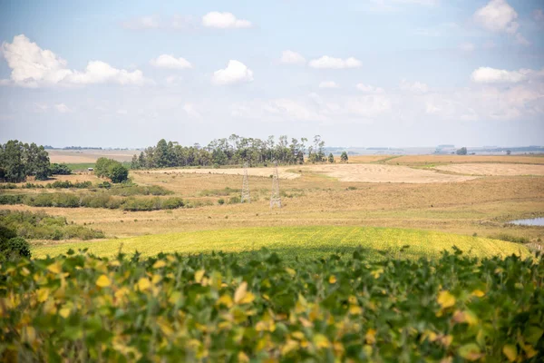 Landsbygd Sojaprodukter Glycin Max Förgrunden Pampa Biome Region Södra Brasilien — Stockfoto