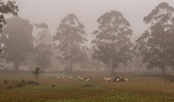 Schafe Weiden Durchsichtiger Morgen Dichter Nebel Farmgebiet Süden Brasiliens Schafzucht — Stockfoto