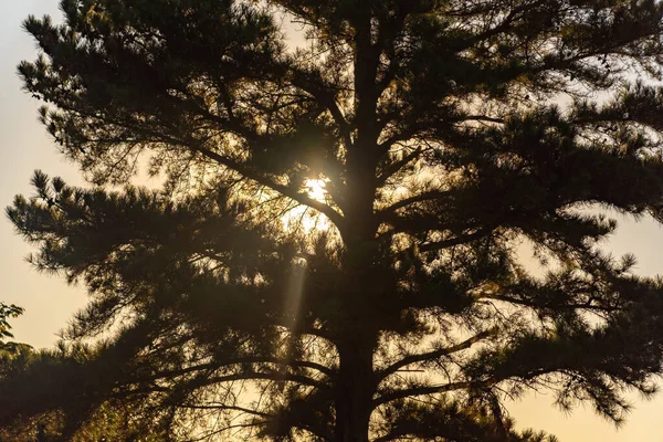 Silhouette Pinus Elliottii Soleil Matin Arbre Sentiments Paix Tranquillité Aube — Photo