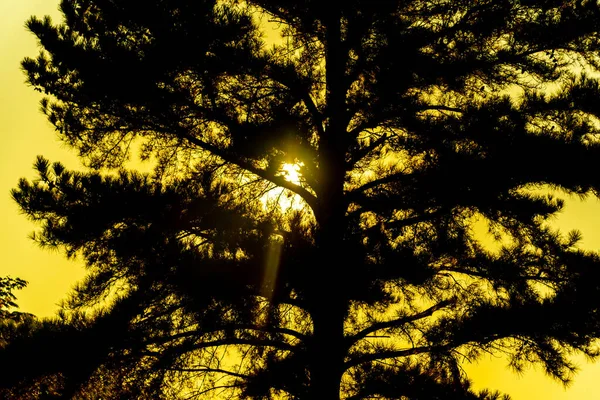 Pinus Elliottii Siluett Morgonsol Träd Och Känslor Frid Lugn Och — Stockfoto